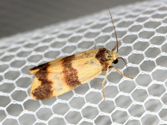 Stenoscaptia venusta