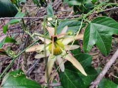 Passiflora herbertiana herbertiana