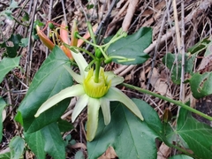 Passiflora herbertiana herbertiana