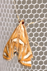 Margarosticha euprepialis