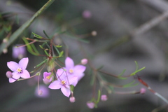 Boronia filifolia