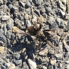 Aphonopelma johnnycashi