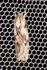 Cryptophasa phycidoides