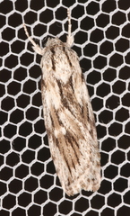Cryptophasa phycidoides