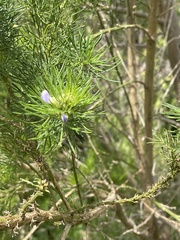 Psoralea pinnata