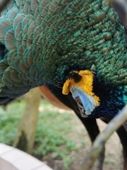 Pavo muticus