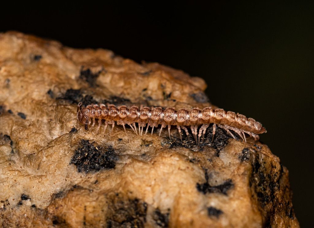 Scytonotus simplex