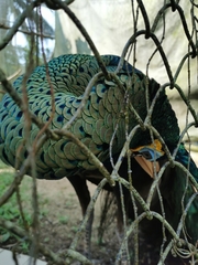 Pavo muticus