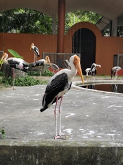 Mycteria leucocephala