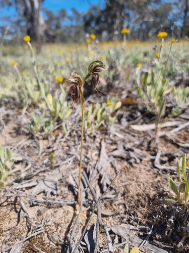 Image of Pterostylis cheraphila by (c) Richard Dimon, some rights reserved (CC BY)