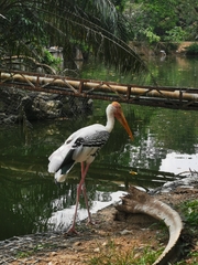 Mycteria leucocephala