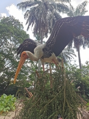 Mycteria leucocephala