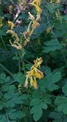Corydalis ochotensis