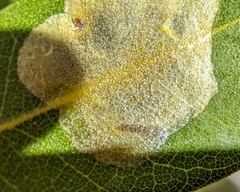 Cameraria sempervirensella