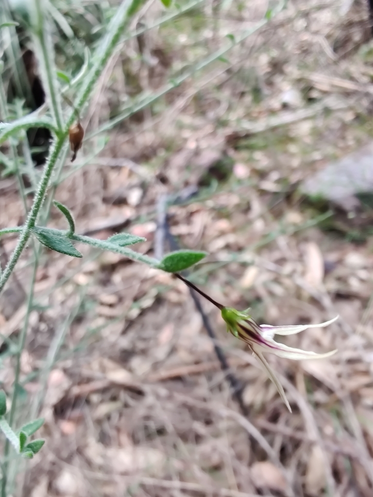 Cyphanthera scabrella