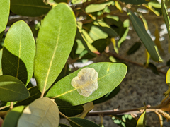 Cameraria sempervirensella