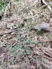 Cyphanthera scabrella