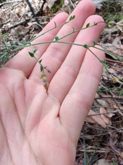 Cyphanthera scabrella