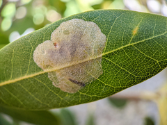 Cameraria sempervirensella