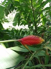 Heliconia episcopalis