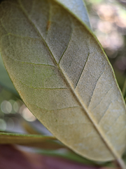 Cameraria sempervirensella