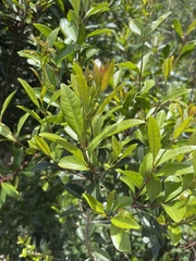 Ilex mitis