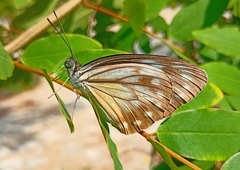 Pareronia hippia