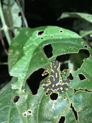 Atelopus spumarius