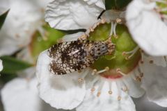 Austrotephritis fuscata