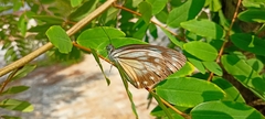 Pareronia hippia