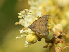 Choreutis melanopepla