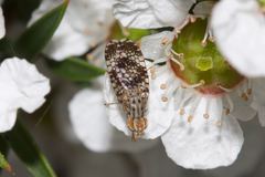 Austrotephritis fuscata