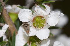 Austrotephritis fuscata