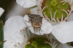 Austrotephritis fuscata