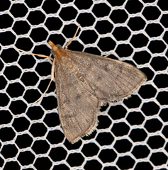 Metasia typhodes