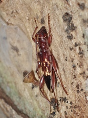 Coptocercus aberrans