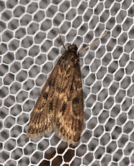 Araeomorpha diplopa