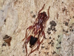 Coptocercus aberrans