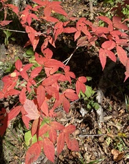 Acer mandshuricum