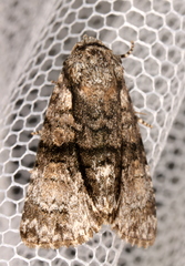 Cycloprora nodyna