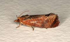Cryptophlebia ombrodelta