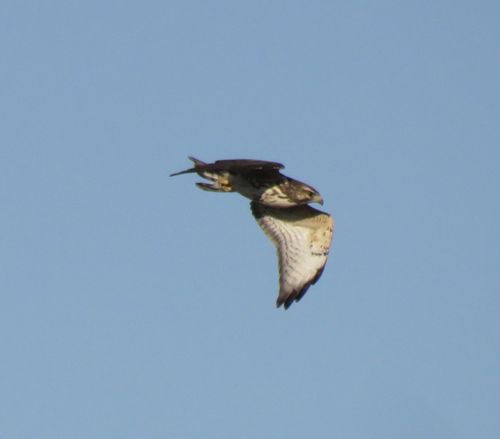Broad-winged Hawk photographed in Kansas