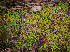 Selaginella denticulata