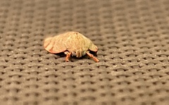 Euchaetis inceptella