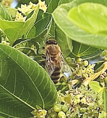 Apis mellifera