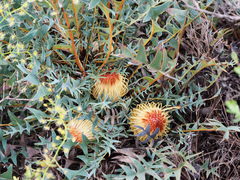 Banksia catoglypta