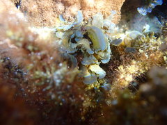 Lobophora variegata