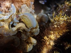 Lobophora variegata