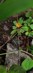 Biophytum sensitivum