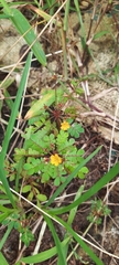 Biophytum sensitivum
